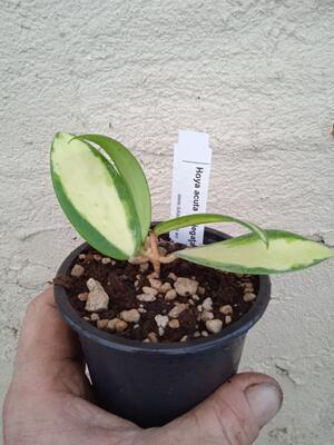 Hoya acuta 'variegata' - 1
