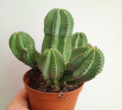 Euphorbia fruticosa 'inermis' - 1