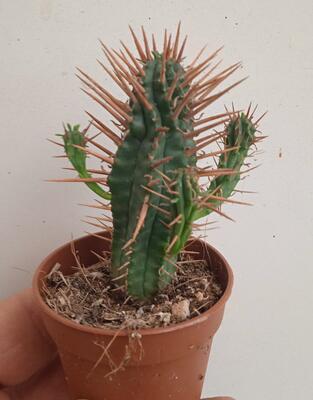 Euphorbia ferox - 1