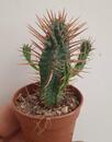 Euphorbia ferox - 1/2
