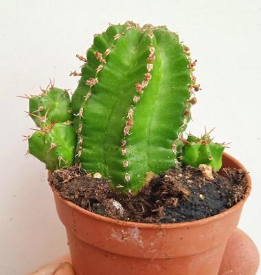 Euphorbia echinus - 1