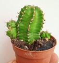 Euphorbia echinus - 1/3