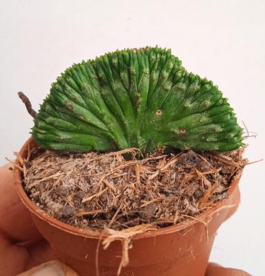 Euphorbia enopla 'cristata' - 1