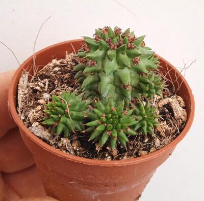 Euphorbia susannae - 1