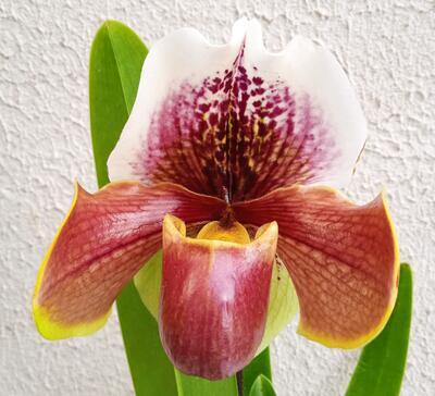 Kvetoucí orchidej americký střevíčník - Paphiopedilum AH #1 - 1