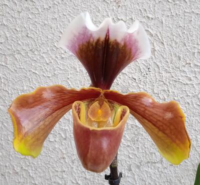 Kvetoucí orchidej americký střevíčník - Paphiopedilum AH #2 - 1