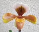 Kvetoucí orchidej americký střevíčník - Paphiopedilum AH #3 - 1/2