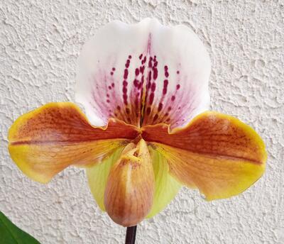 Kvetoucí orchidej americký střevíčník - Paphiopedilum AH #4 - 1