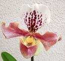 Kvetoucí orchidej americký střevíčník - Paphiopedilum AH #5 - 1/2
