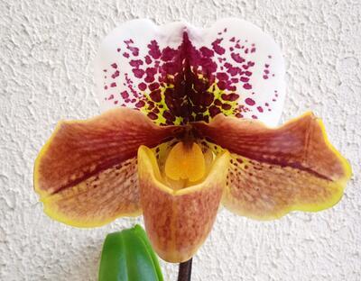 Kvetoucí orchidej americký střevíčník - Paphiopedilum AH #6 - 1