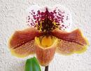 Kvetoucí orchidej americký střevíčník - Paphiopedilum AH #6 - 1/4