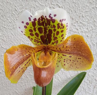 Kvetoucí orchidej americký střevíčník - Paphiopedilum AH #7 - 1