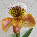 Kvetoucí orchidej americký střevíčník - Paphiopedilum AH #7 - 1/2