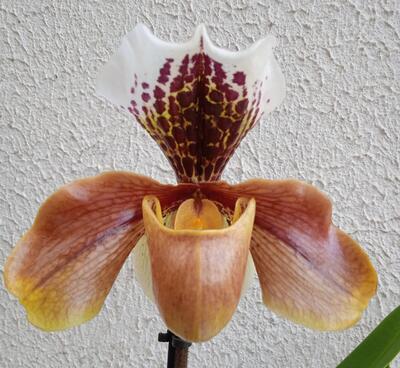 Kvetoucí orchidej americký střevíčník - Paphiopedilum AH #8 - 1