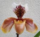 Kvetoucí orchidej americký střevíčník - Paphiopedilum AH #8 - 1/2