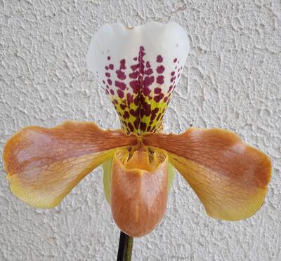 Kvetoucí orchidej americký střevíčník - Paphiopedilum AH #9 - 1