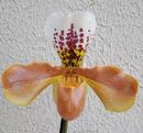 Kvetoucí orchidej americký střevíčník - Paphiopedilum AH #9 - 1/2