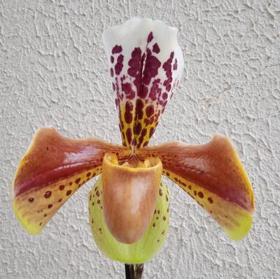 Kvetoucí orchidej americký střevíčník - Paphiopedilum AH #10 - 1