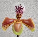 Kvetoucí orchidej americký střevíčník - Paphiopedilum AH #10 - 1/2
