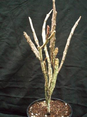 Euphorbia platyclada - 1