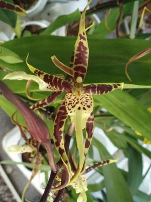 Kvetoucí orchidej Brassia - 1