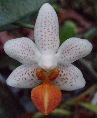 Phalaenopsis Mini Mark 'Maria Theresa' AM/AOS - 1