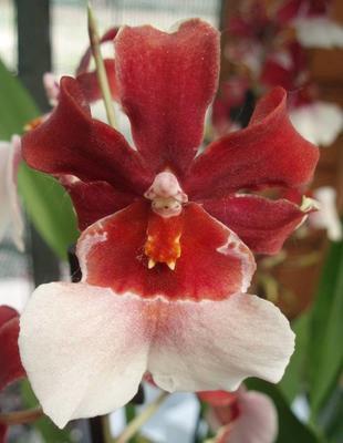 Kvetoucí orchidej Cambria #1 - 1