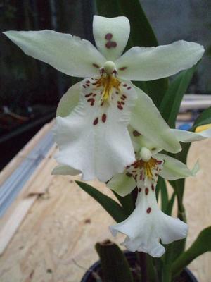 Kvetoucí orchidej - Degamoara White Fairy - 1