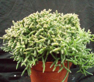 Rhipsalis burchellii (velká rostlina) - 1