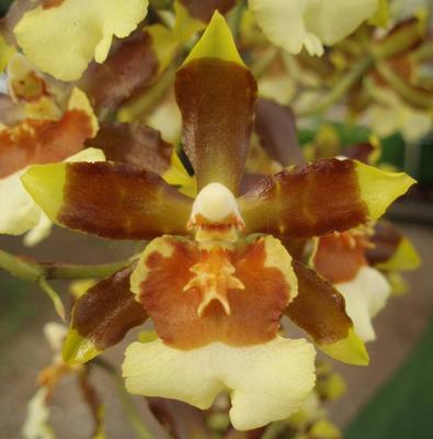 Kvetoucí orchidej Cambria #9 - 1