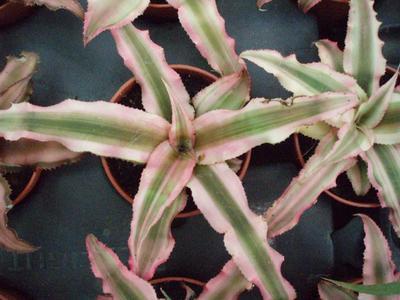 Cryptanthus bivittatus 'variegatus pink'