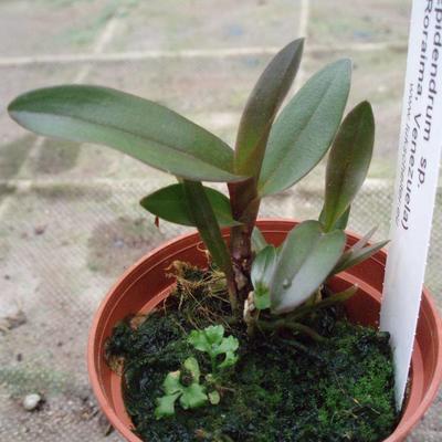 Epidendrum sp. (Roraima, Venezuela) - 1