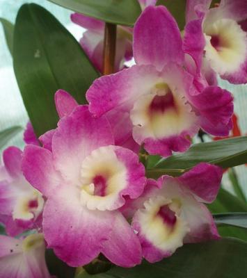 Dendrobium nobile - kvetoucí orchidej #1 - 1