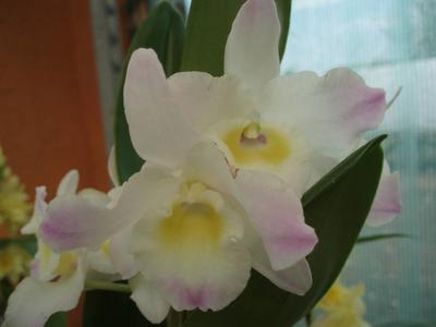 Dendrobium nobile - kvetoucí orchidej #2 - 1