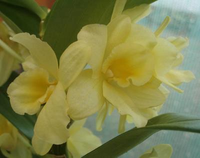 Dendrobium nobile - kvetoucí orchidej #3 - 1