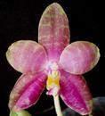 Phalaenopsis Phoenix Girl - 1/4