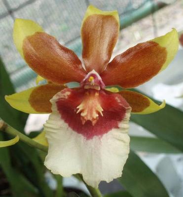 Kvetoucí orchidej Cambria #3 - 1