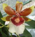 Kvetoucí orchidej Cambria #3 - 1/2