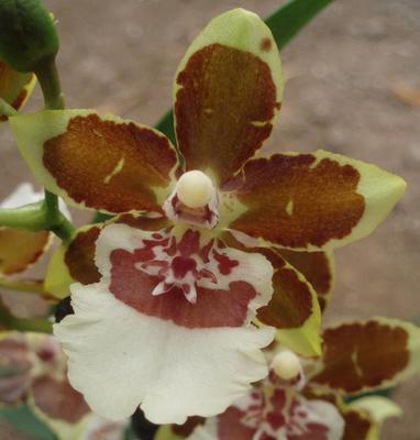 Kvetoucí orchidej Cambria #4 - 1