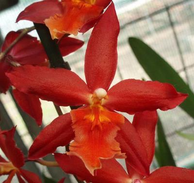 Kvetoucí orchidej Cambria #7 - 1