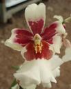 Kvetoucí orchidej Cambria #8 - 1/2