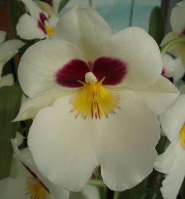 Kvetoucí orchidej Miltoniopsis #4 - 1