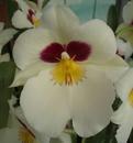 Kvetoucí orchidej Miltoniopsis #4 - 1/2