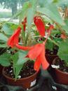 Begonia boliviensis 'Bonaparte Red' - 1/3