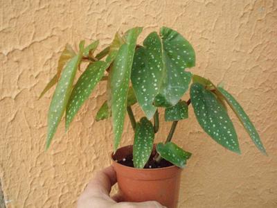 Begonia maculata - 1