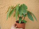 Begonia maculata - 1/2