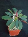 Euphorbia pachypodioides - 1/3
