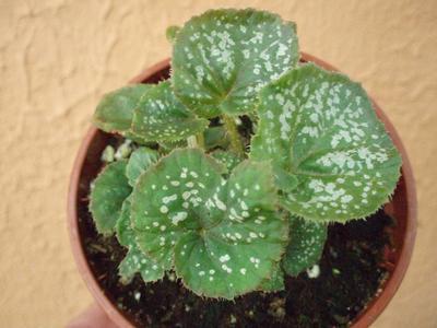 Begonia 'Soft Dots' - 1