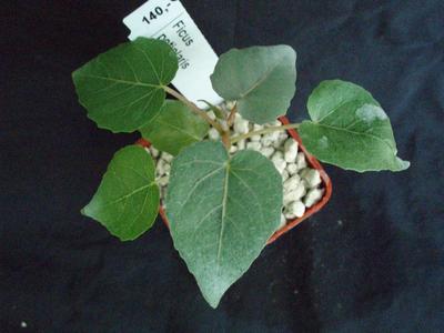Ficus petiolaris - 1
