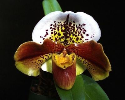 Paphiopedilum Tokyo Excellence x (World Spa x Tokyo Excellence) - 1